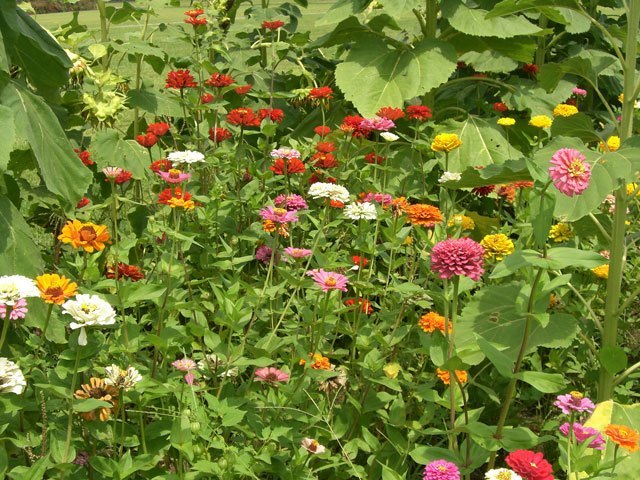 Zinnias