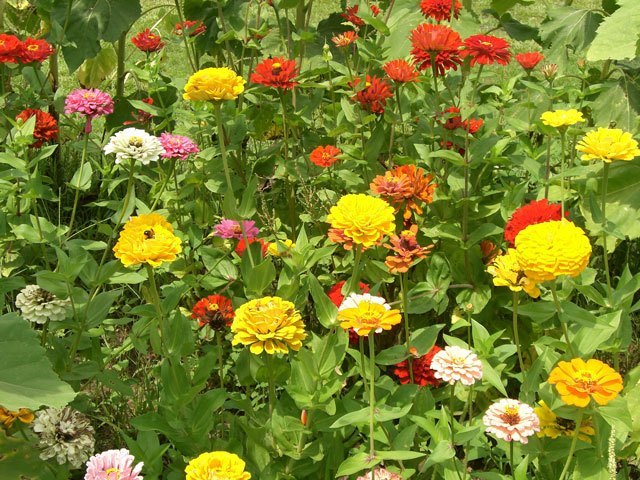 Zinnias