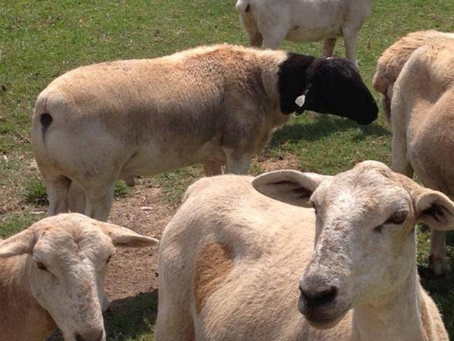 Meet Spanky - our new registered Dorper ram