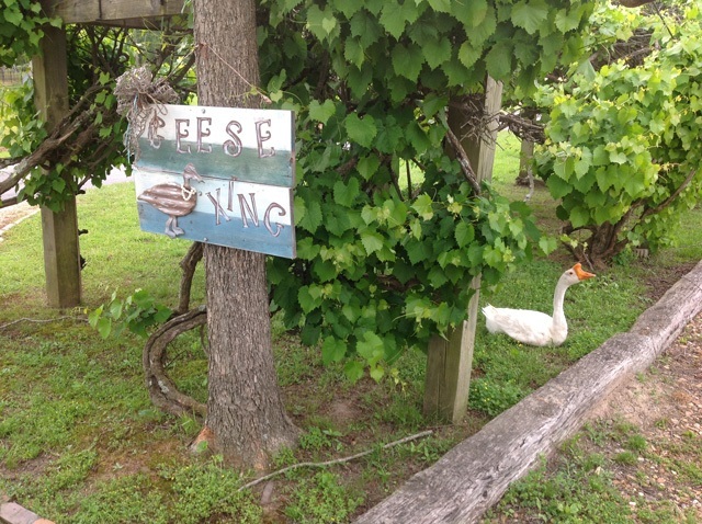 geese_xing