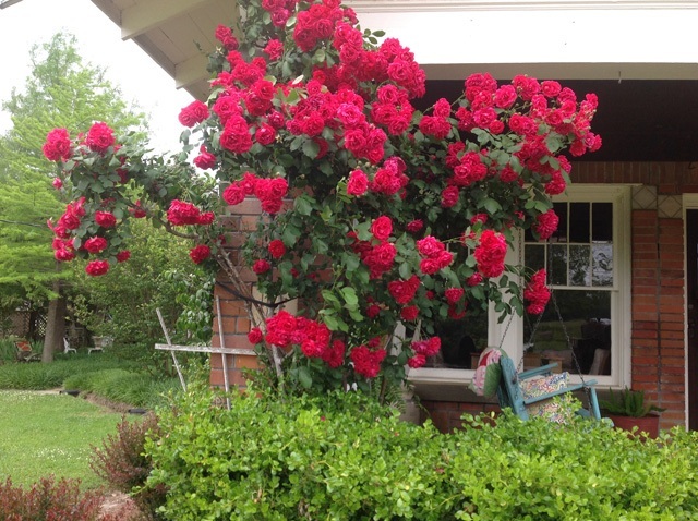 roses
