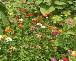 Zinnias