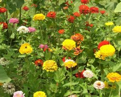 Zinnias