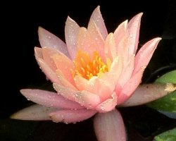 043__131_CIMG0733
