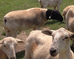 Meet Spanky - our new registered Dorper ram