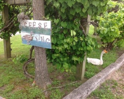 geese_xing