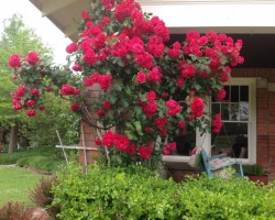 roses