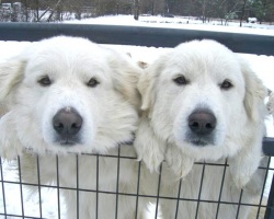Simon & Mickey