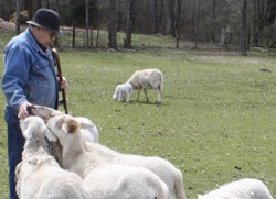 Jimmy Glenn with his newborn lambs at The Old Place Bed and Breakfast